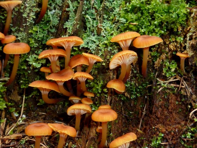 Xeromphalina campanella, Gemeiner Glöckchennabeling